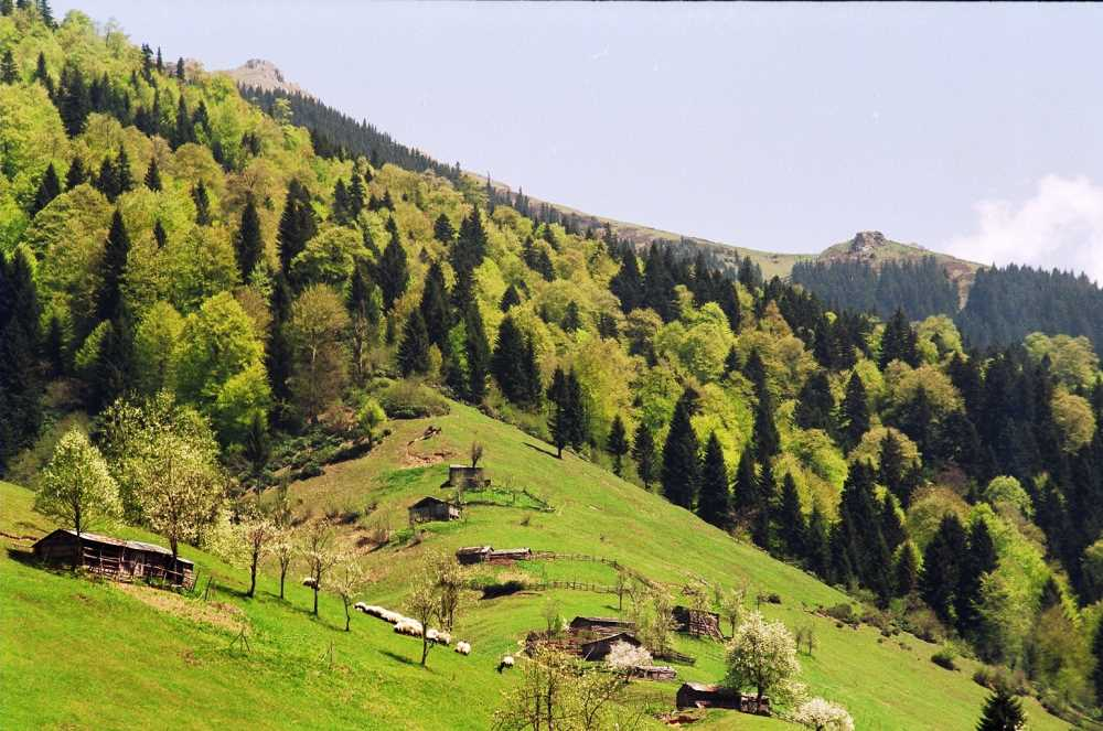 Giresun