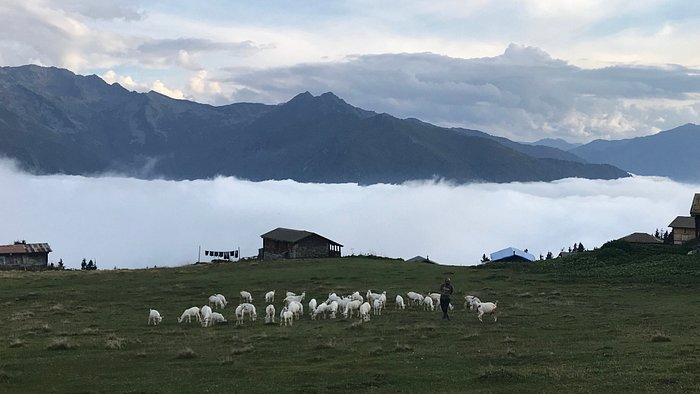 Rize