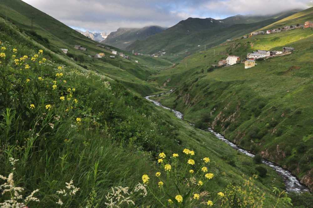 Rize